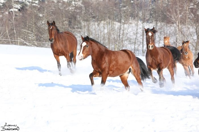 New forest pony New forest pony