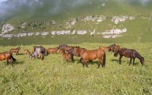 stádo kabardinských koní na Kavkaze
