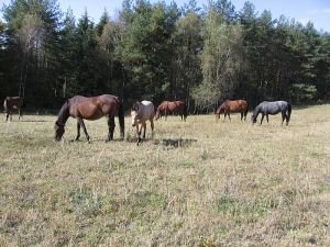 mezi tetami, strýci a sourozenci