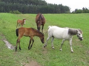 koňská matka je silný obranář