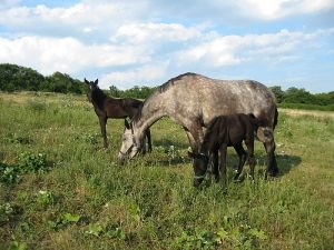 když hlídá tetička