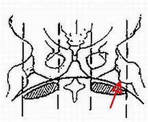 poloha pánve jezdce na hřbetě koně