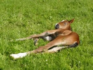 Narozením hříběte náklady rozhodně nekončí