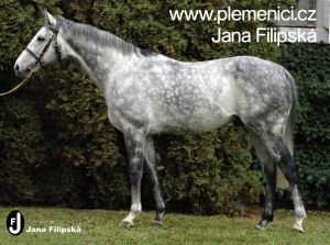 Scyris v Napajedlích