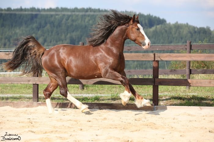 Hřebec Brynseion Trahern