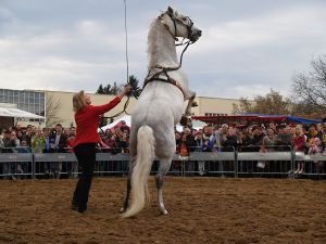 Práce na dvou lonžích