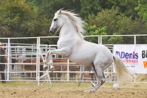 Krása, síla a elegance