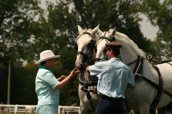 Lenka Gotthardová se starokladrubskými koňmi Lenka Gotthardová se starokladrubskými koňmi
