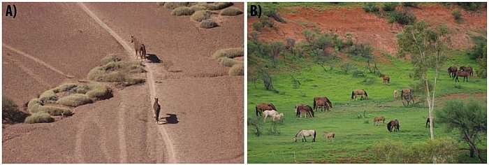 brumbyové v pouští v období sucha a po dešti