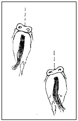 pohyby kyčlí jezdce na koni