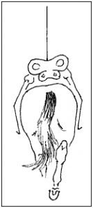 pohyb kyčlí jezdce v klusu