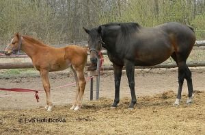 Hříbě po Moonjaz z Apasky