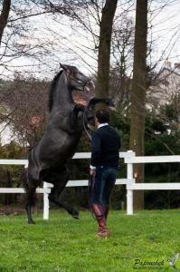 Campeonovo vyvádění.