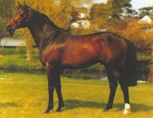 Broken Hearted v chovu