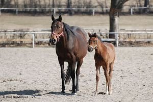 Widama a letošní kobylka po Look Honey