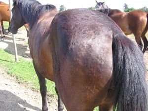 poštípání hmyzem