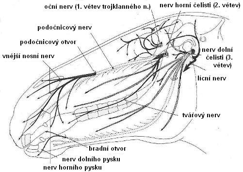 trojklanný nerv koně