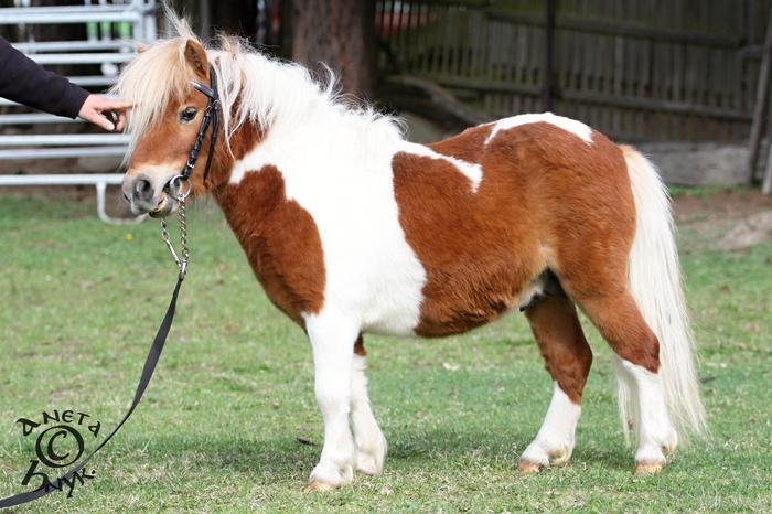 Basil Junior v. Semper Fidelis