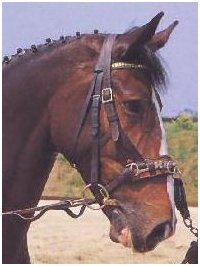 kůň s uzdečkou a obnoskem