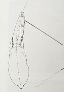 u ohnutého koně je vnitřní vyvazovací otěž volnější