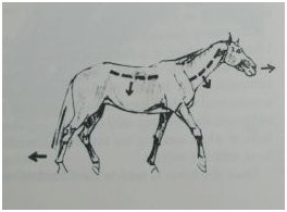 kandidát pro korektní ježdění kandidát pro korektní ježdění