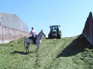 udusání siláže mýsí být kvalitní