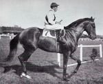 Nearco