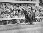 Northern Dancer