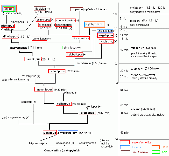 schéma evoluce koní schéma evoluce koní