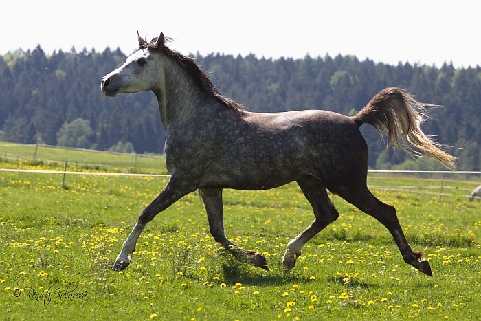 arabský kůň arabský kůň