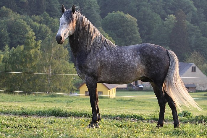 moderní španělský kůň moderní španělský kůň