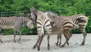zebra horská