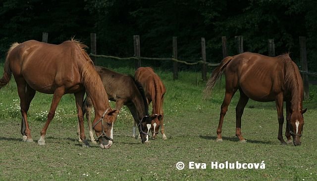 Casablanca a Candalaria Casablanca a Candalaria