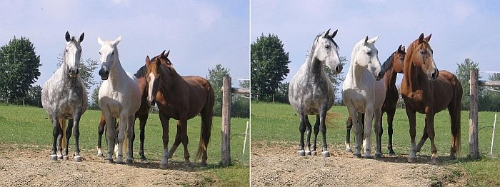 koně něco zaslechli koně něco zaslechli