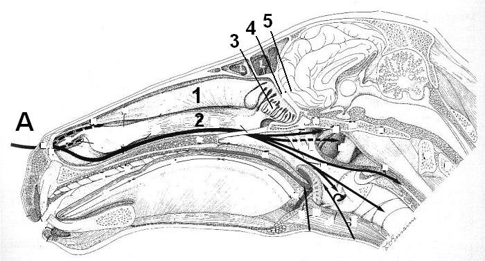 průřez lebkou koně