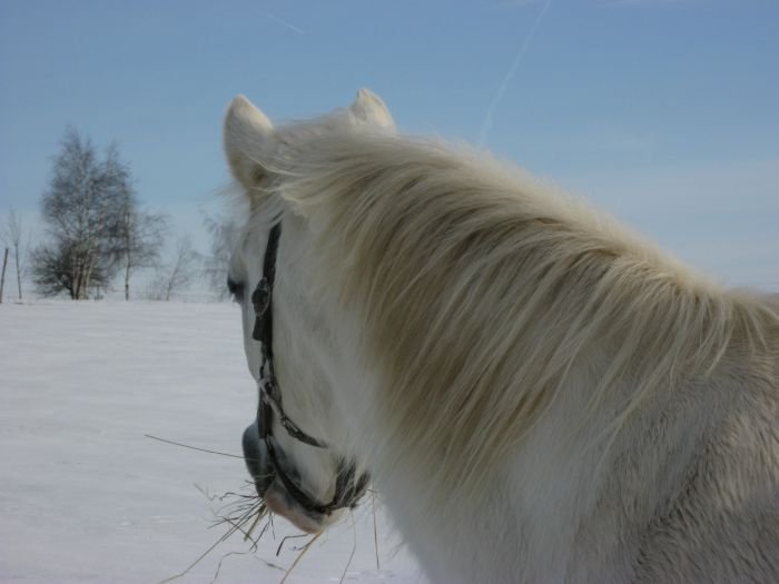 Spokojený kůň....
