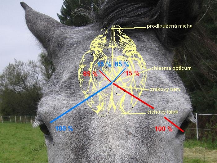 křížení zrakových nervů křížení zrakových nervů