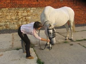 kůň následuje udidlo