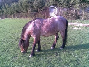 typický easy keeper