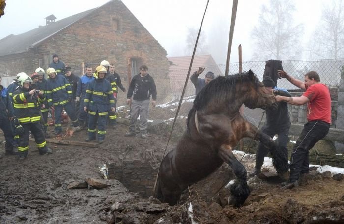kůň ve studni kůň ve studni