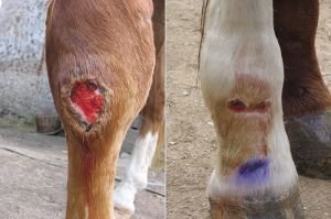 špatně se hojící rány