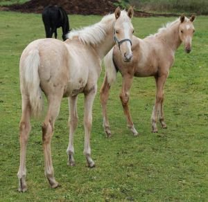 Heretik chlumský a Forrest Gump