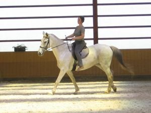 hmotnost jezdce a koně