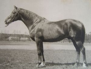 Star of Hannover III