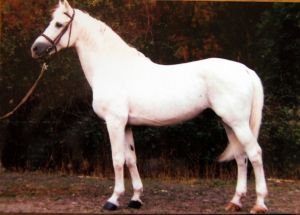 Przedswit I MT (Przedswit miroslavský)