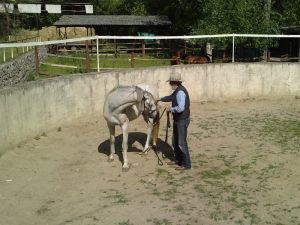 očichávání ocasu