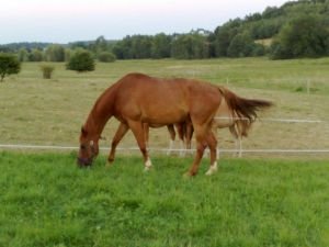Calanthus v době darování
