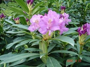 rododendron
