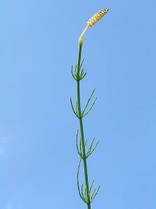 přeslička bahenní