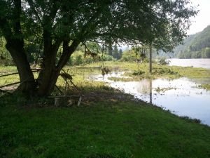 Kontaminovaná pastvina